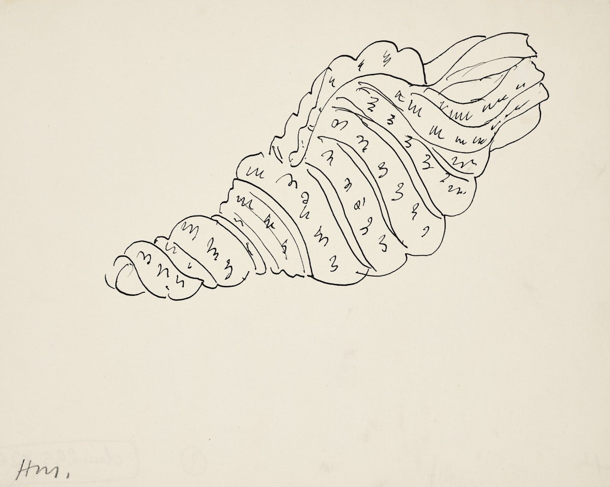 Coquillage (Etude pour Nature morte au magnolia); Coquillage (Etude pour Nature morte au magnolia ) by Henri Matisse