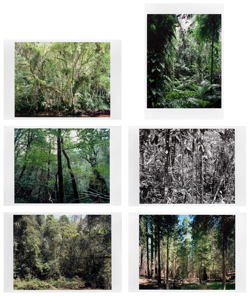Paradise (Griffelkunst) by Thomas Struth