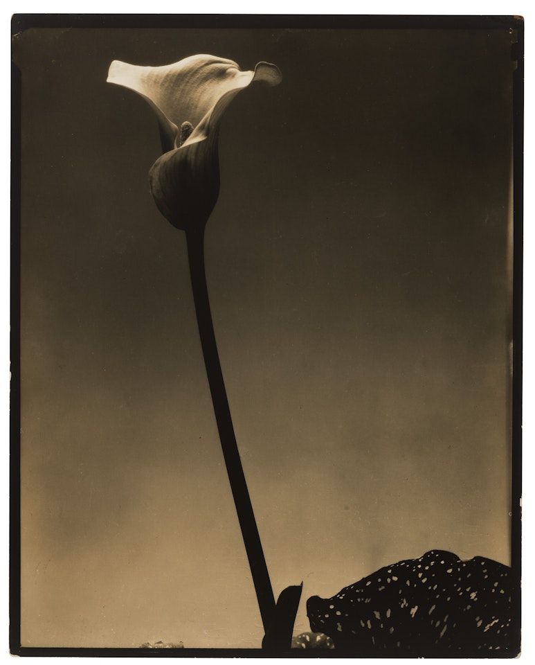 Calla Lily by Edward Steichen