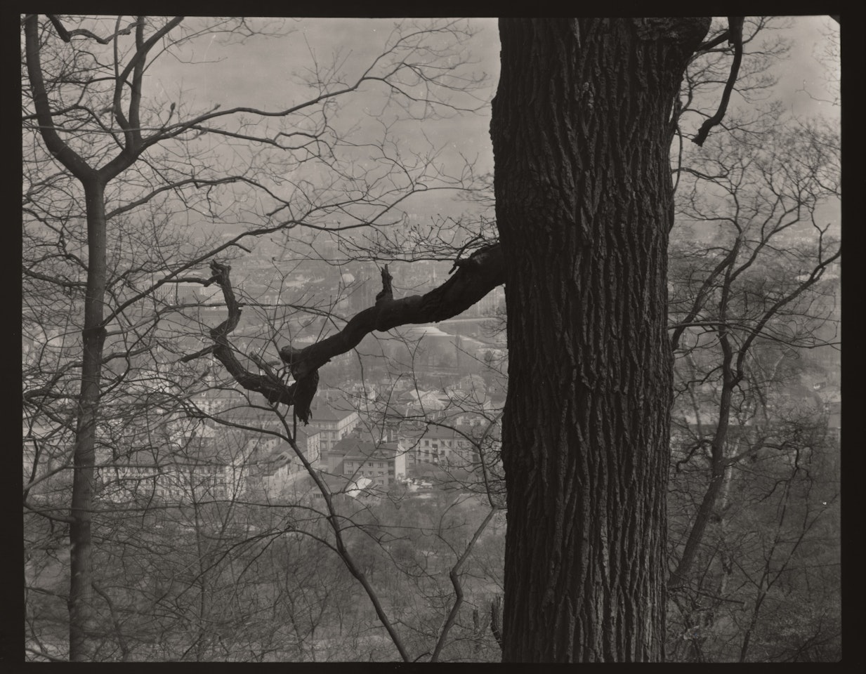 Untitled (Rooftops through Trees) by Josef Sudek