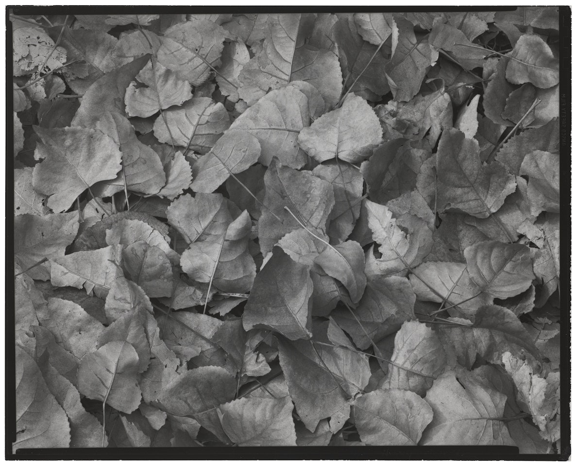 Leaves, Chicago by Harry Callahan