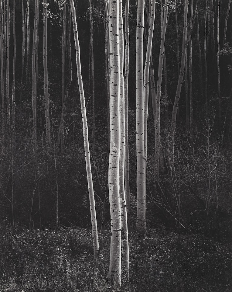 Aspens, Northern New Mexico by Ansel Adams