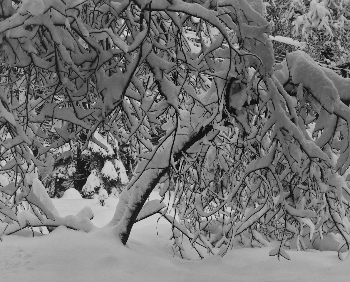 Winter Forest Detail, Yosemite by Ansel Adams