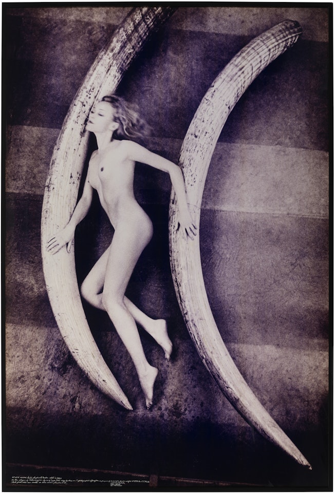 Magritte Ramme in the basement of the Natural History Museum, London with the world record elephants by Peter Beard