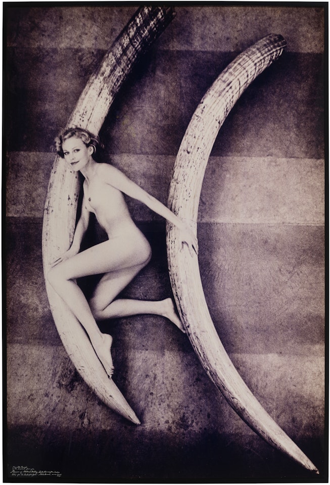 Magritte Ramme in the basement of the Natural History Museum, London with the world record elephants by Peter Beard