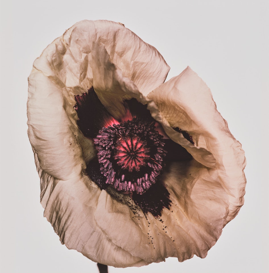 Poppy ‘Barr"s White", New York by Irving Penn