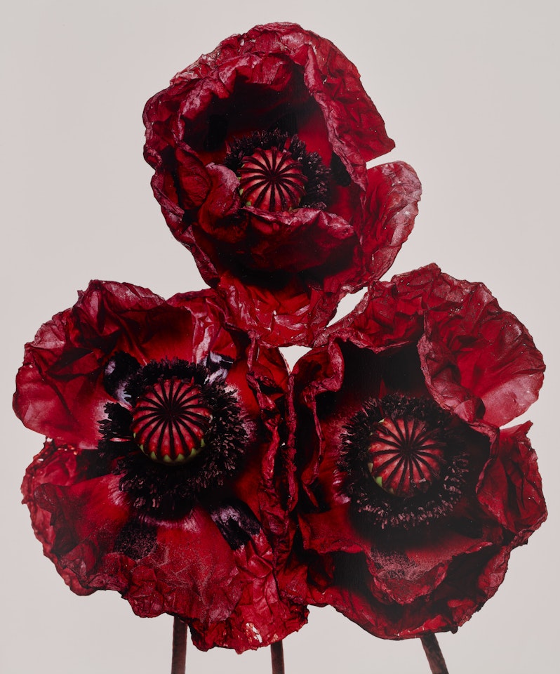 Three Poppies "Arab Chief", New York by Irving Penn