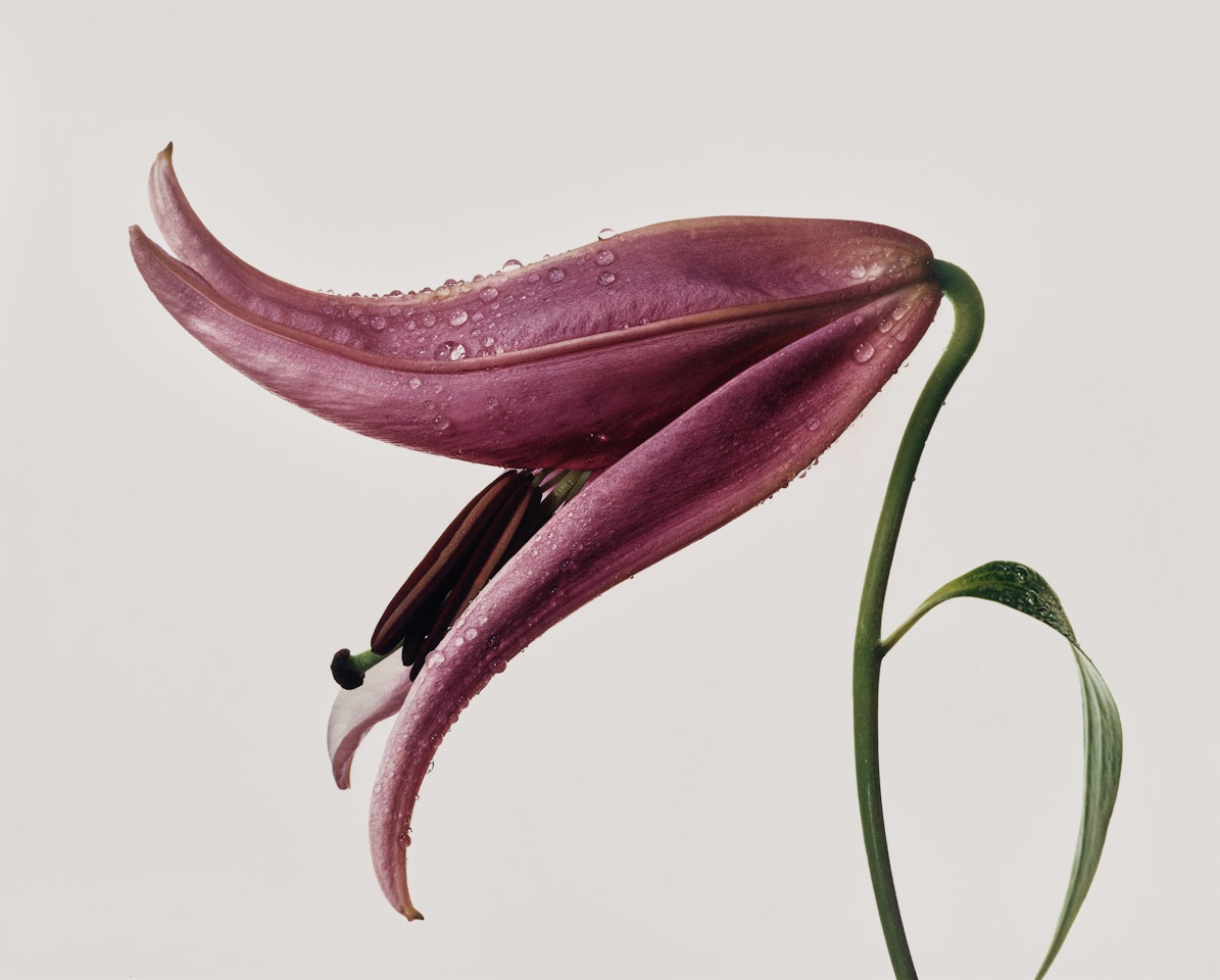 Lily "Imperial Pink", New York by Irving Penn