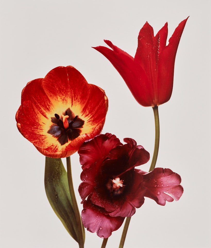 Three Tulips ‘Red Shine", ‘Black Parrot", ‘Gudoshnik", New York by Irving Penn