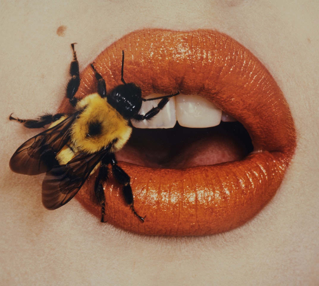 Bee (A), New York by Irving Penn