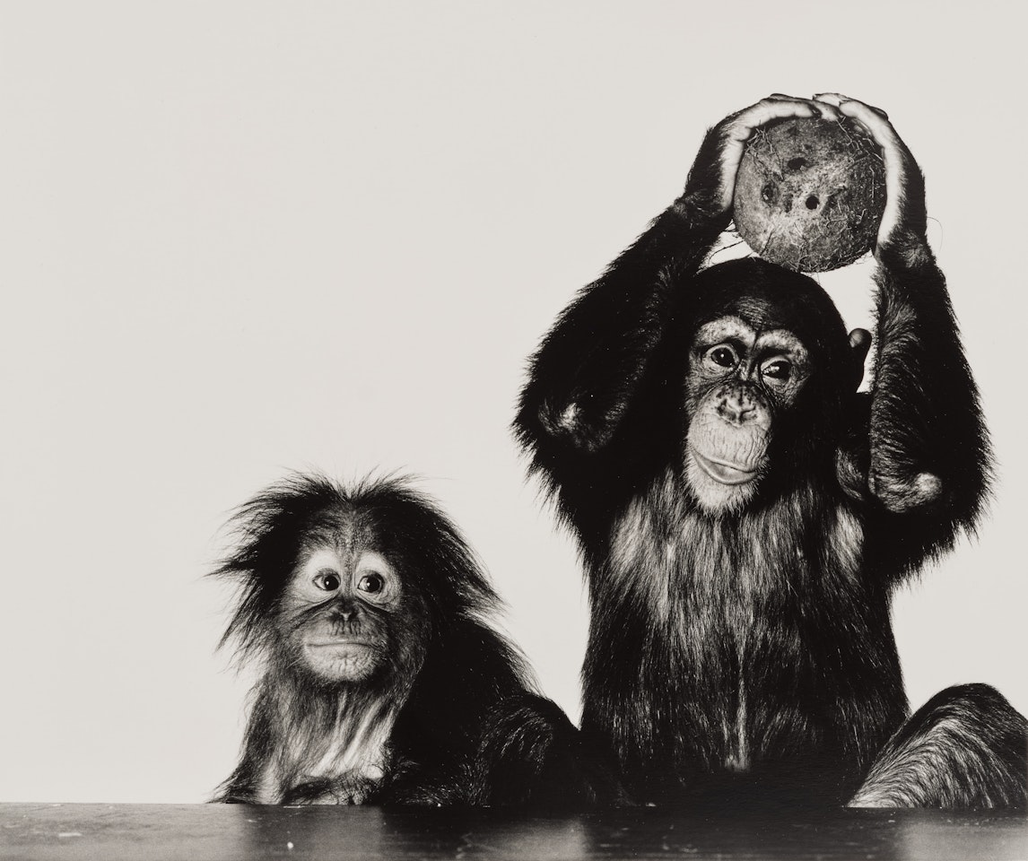 Orangutan and Chimpanzee with Coconut, New York by Irving Penn