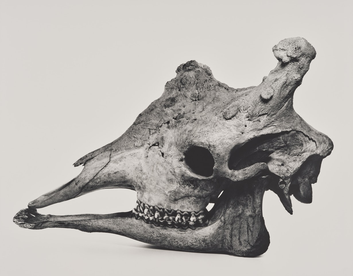 Giraffe, Prague by Irving Penn