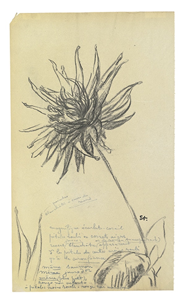 Pivoine by Théophile Alexandre Steinlen