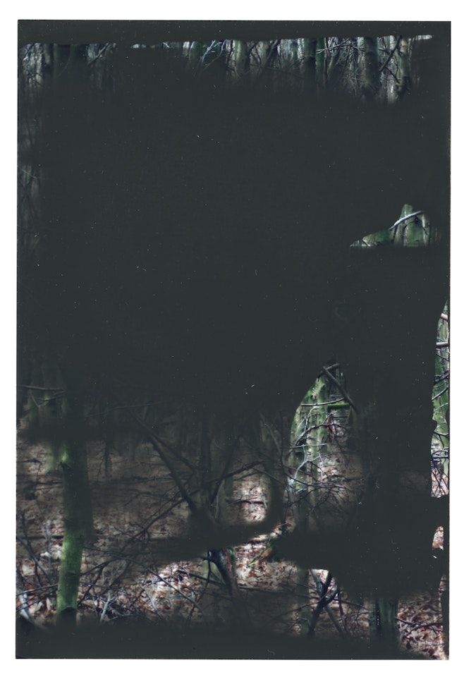 27.1.08 (Grauwald) by Gerhard Richter