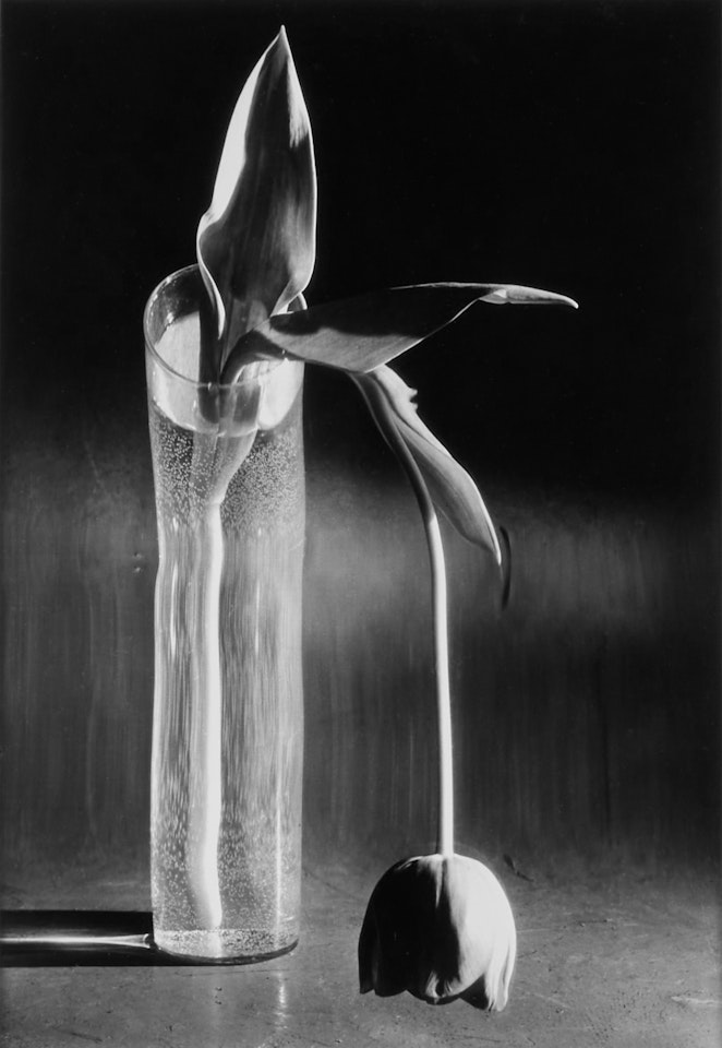 Melancholic Tulip by André Kertész