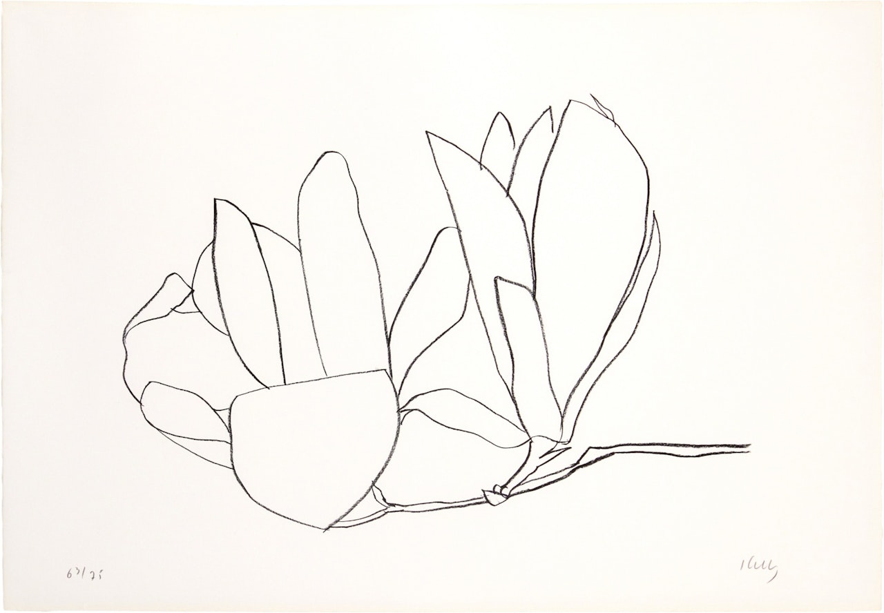 Magnolia, from Suite of Plant Lithographs (Axsom 56) by Ellsworth Kelly