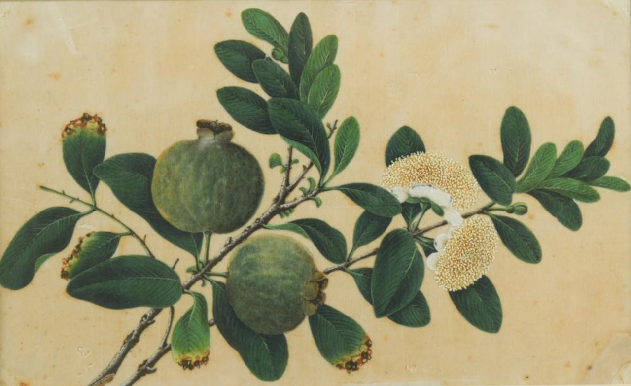 Figs on a branch by Chinese School
