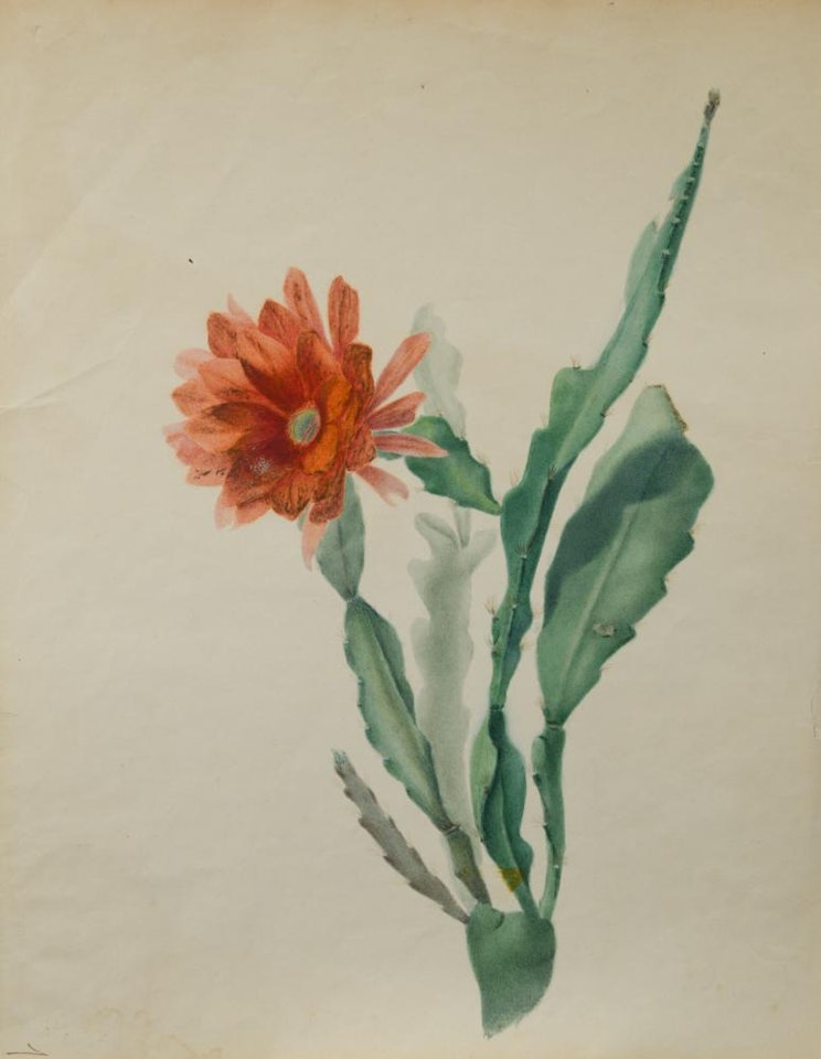 A collection of botanical watercolours to include A flowering cactus, "Scarlet Horse-Shoe Geranium" by English School