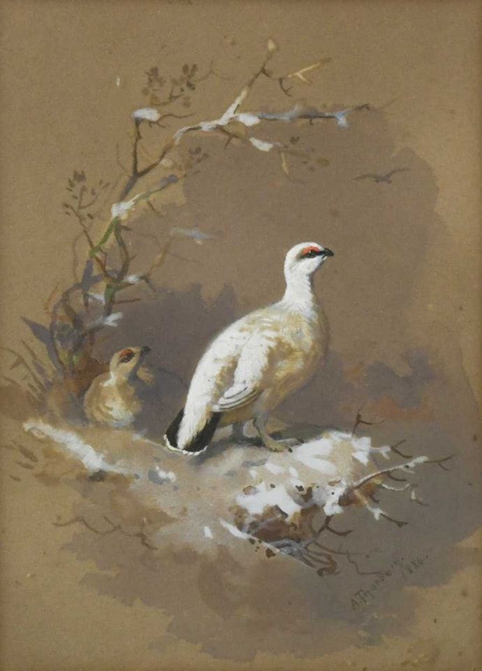 Study of a ptarmigan in snow by Archibald Thorburn