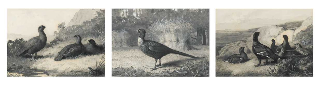 Three studies of grouse, pheasant and ptarmigan framed as one by Archibald Thorburn