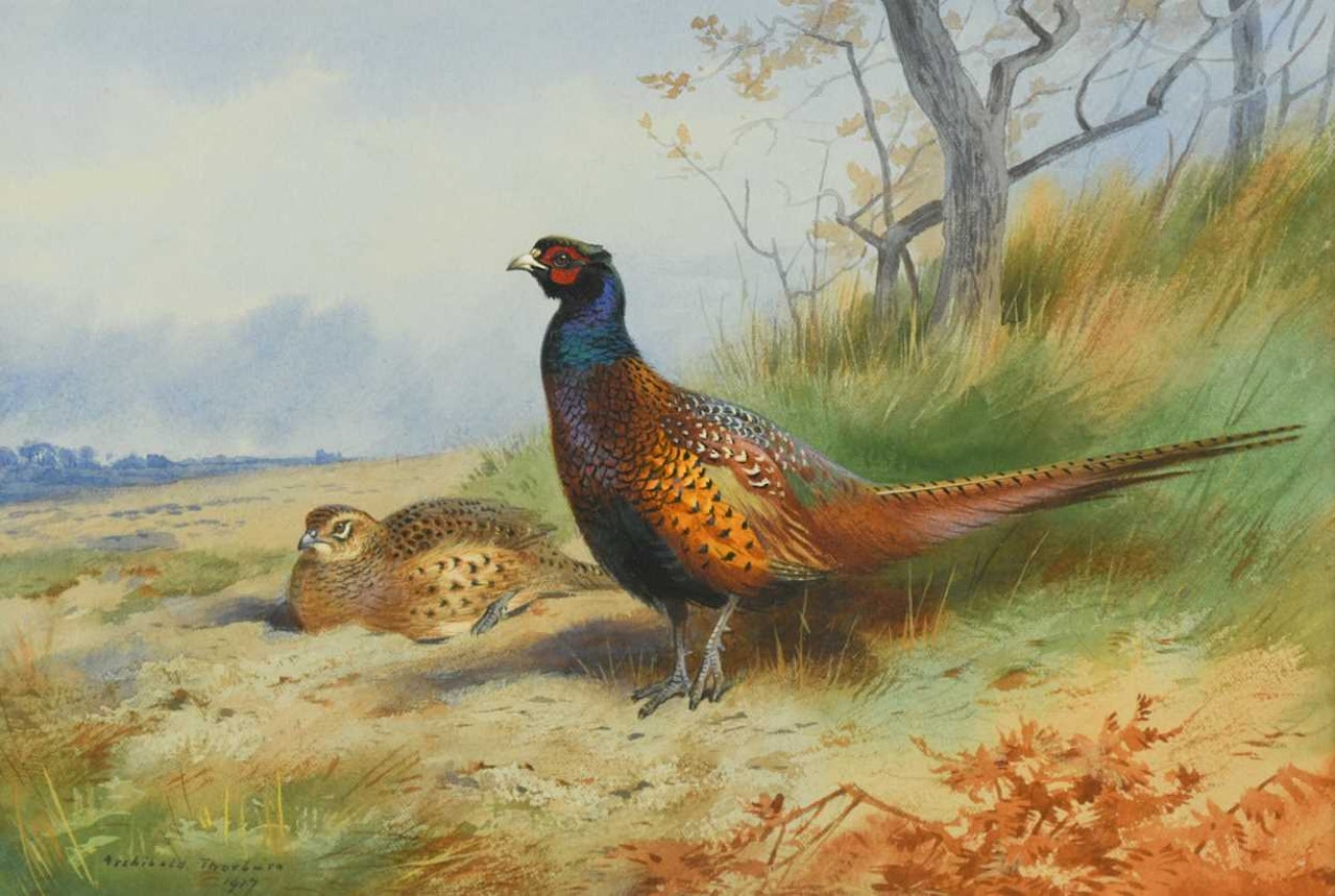 A cock and a hen pheasant by Archibald Thorburn