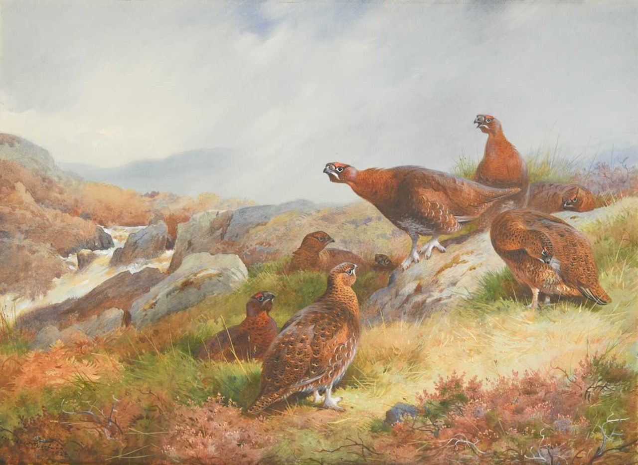 Grouse on a moor by Archibald Thorburn