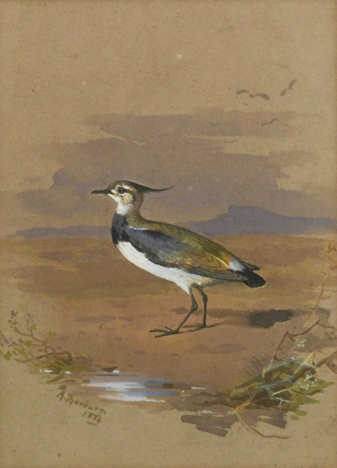 Study of a lapwing by Archibald Thorburn