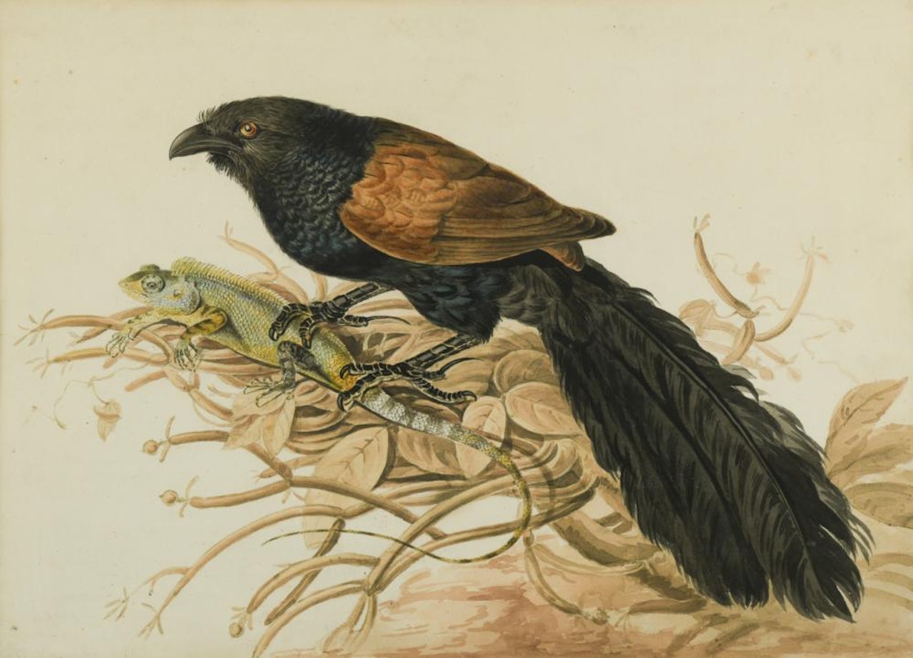 A Coucal with a Salamander by English School