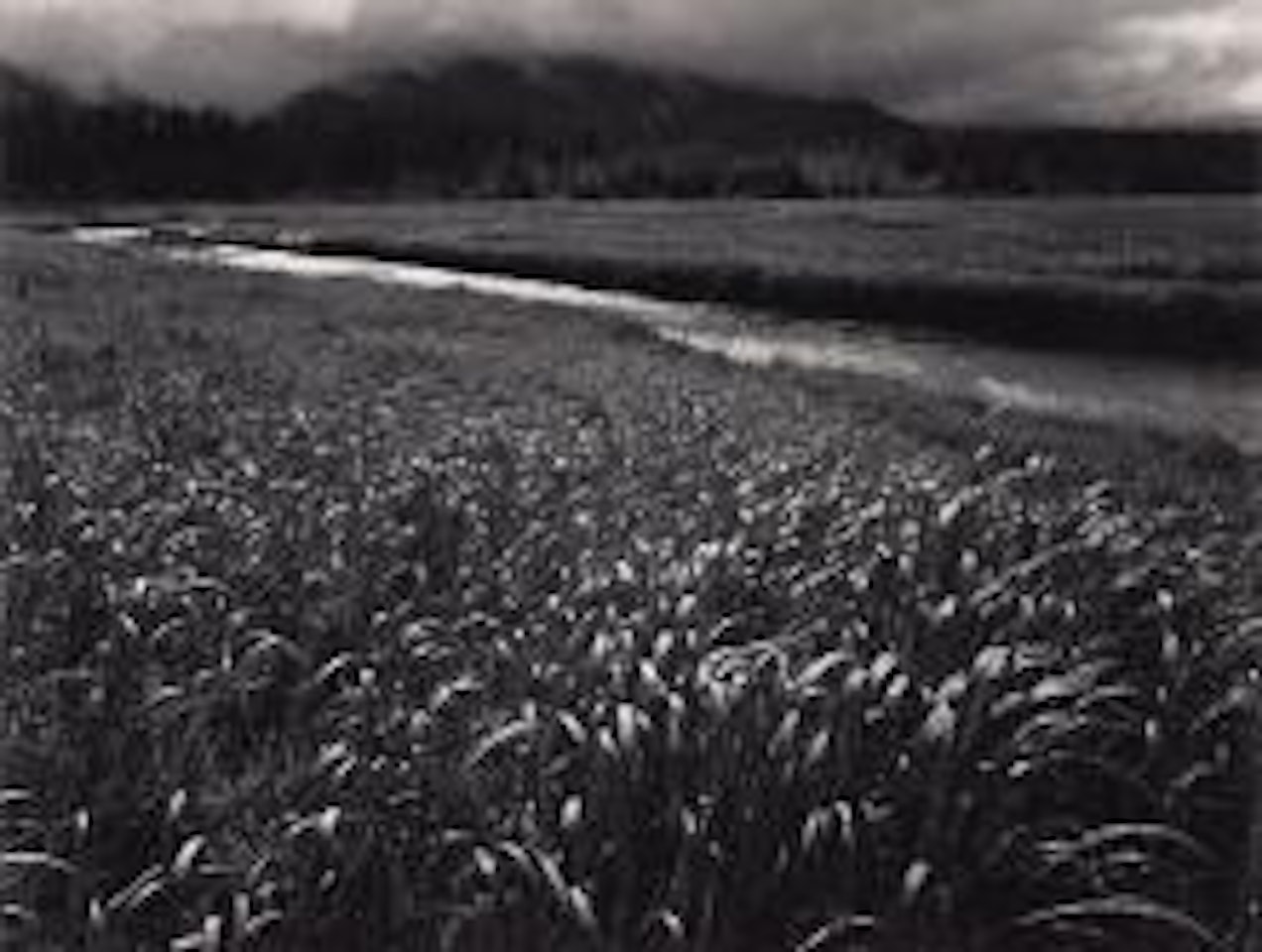 Rain, Beartrack Cove, Glacier Bay National Monument, Alaska by Ansel Adams