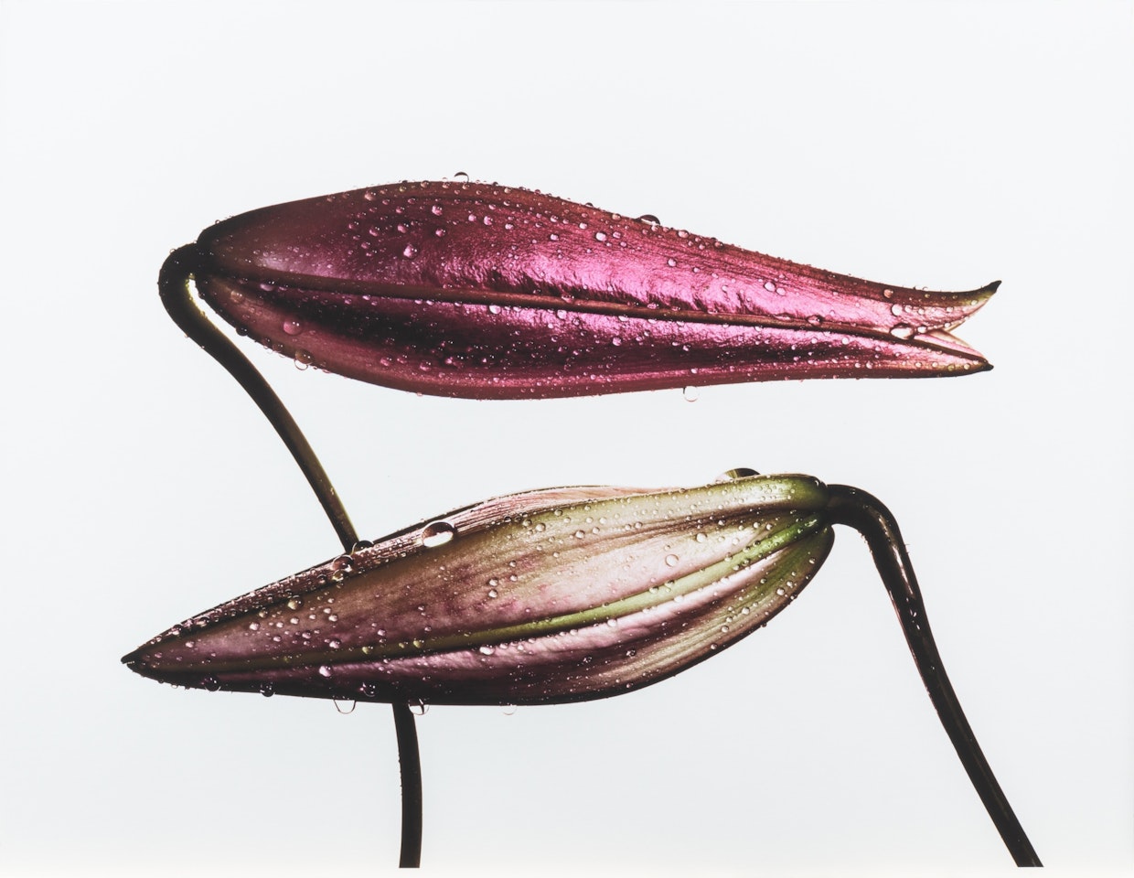 Imperial Pink Bud (Top); Imperial Gold Bud (Bottom), New York by Irving Penn
