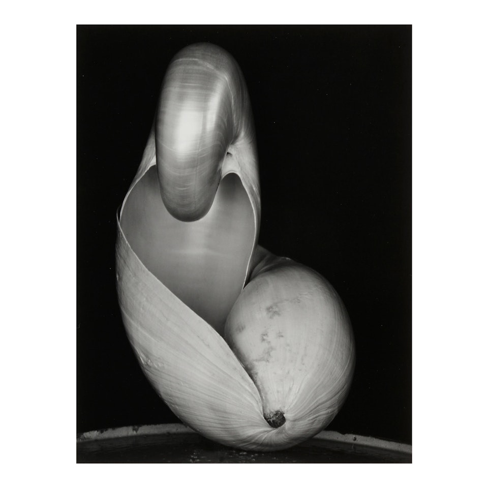 Shells by Edward Weston