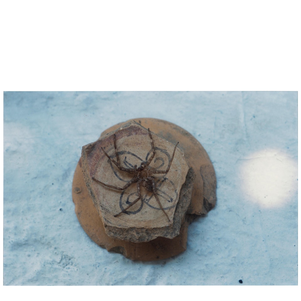 "Arana en Tepalcate" (Spider on ancient plate) by Gabriel Orozco