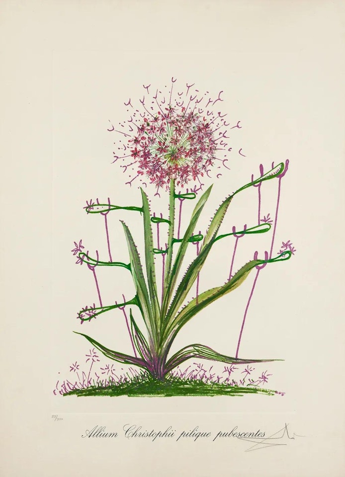Allium christophi pilique pibescentes by Salvador Dali