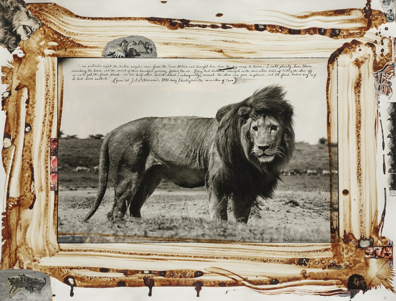Serengeti Lion by Peter Beard
