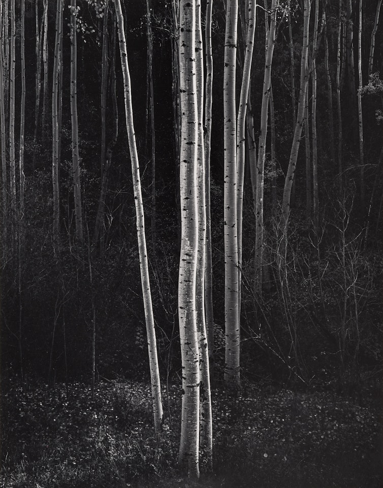 Aspens, Northern New Mexico by Ansel Adams