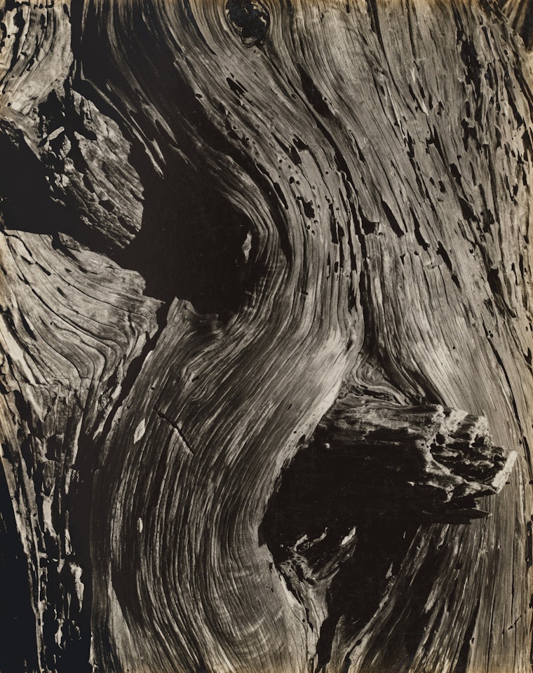 Monterey Cypress by Edward Weston