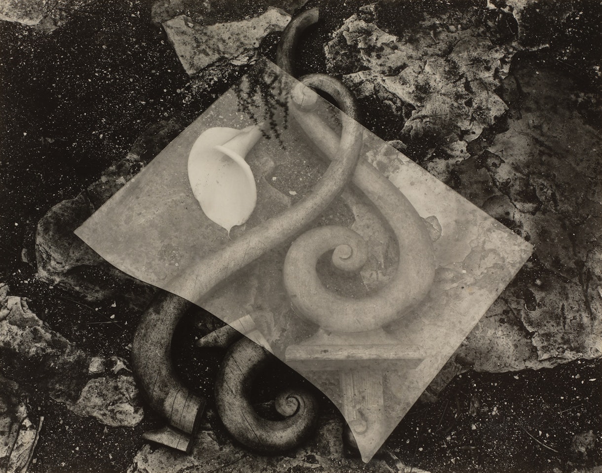 Glass and Lily by Edward Weston