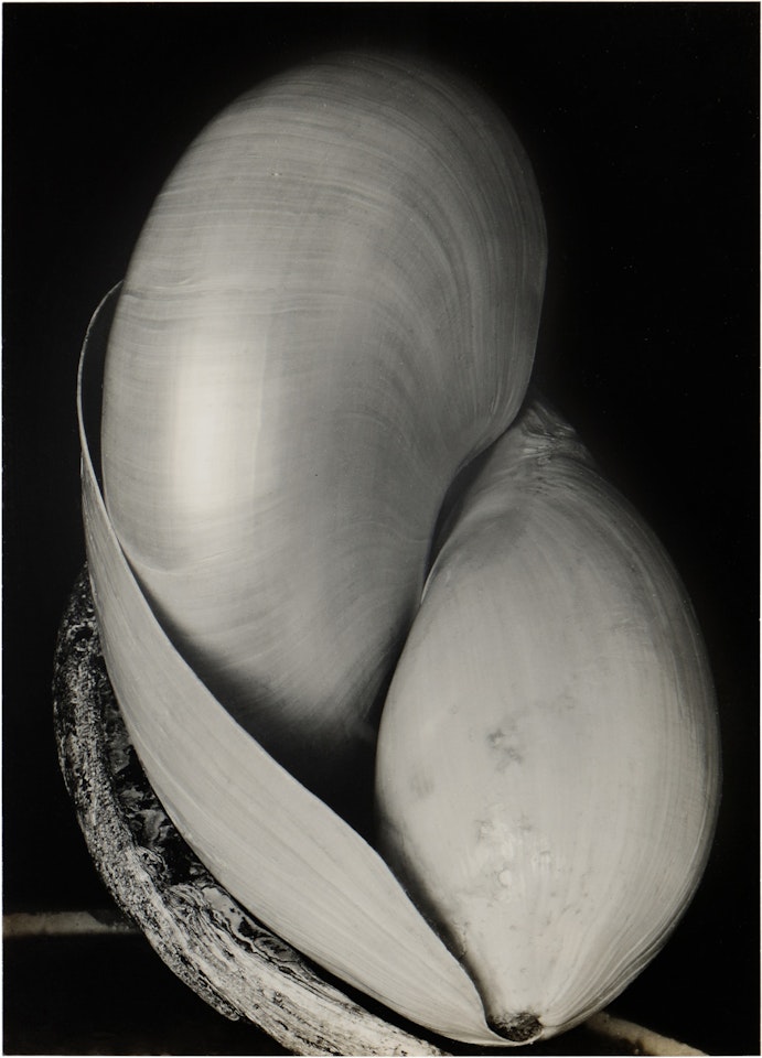 Shells by Edward Weston