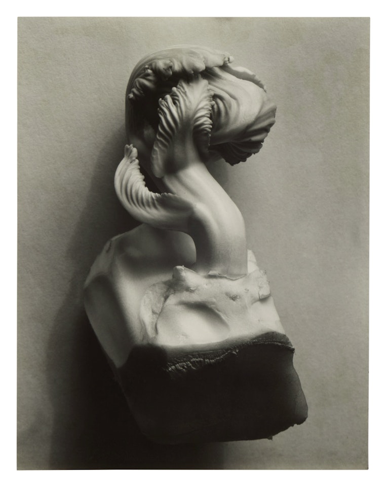 "Cabbage Sprout" by Edward Weston