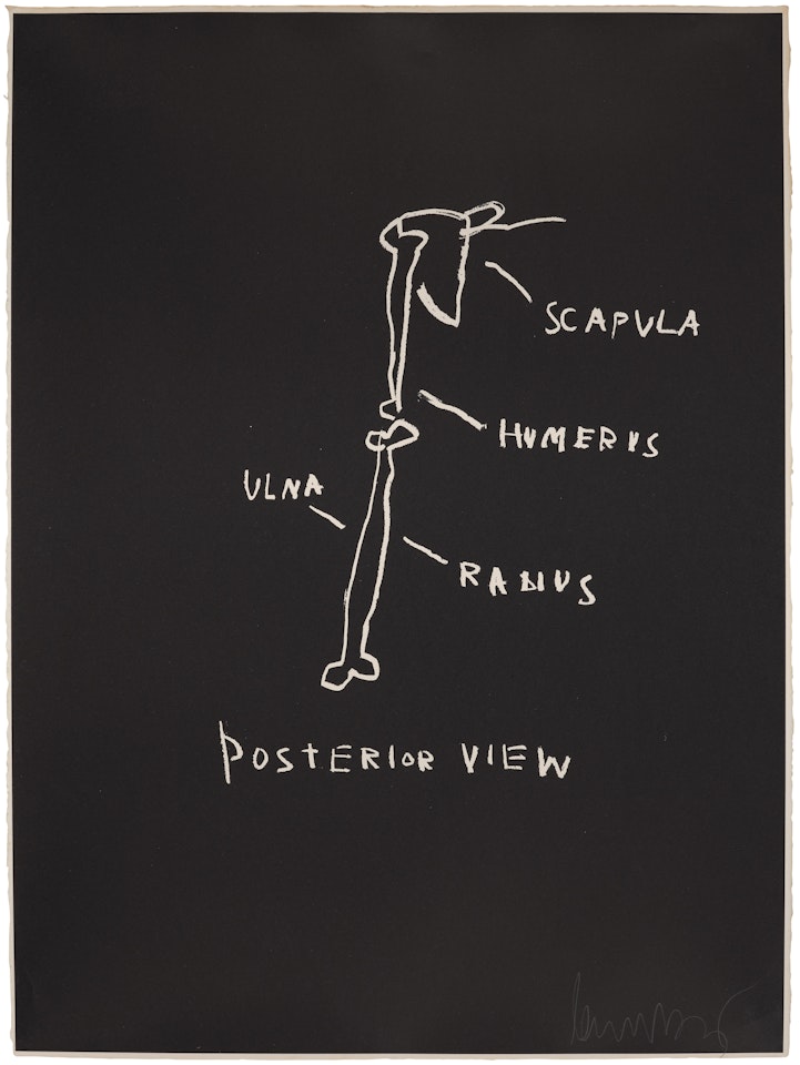 Posterior View, from Anatomy by Jean-Michel Basquiat