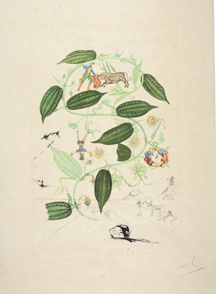 Passiflore (Passiflora laurigera). by Salvador Dali