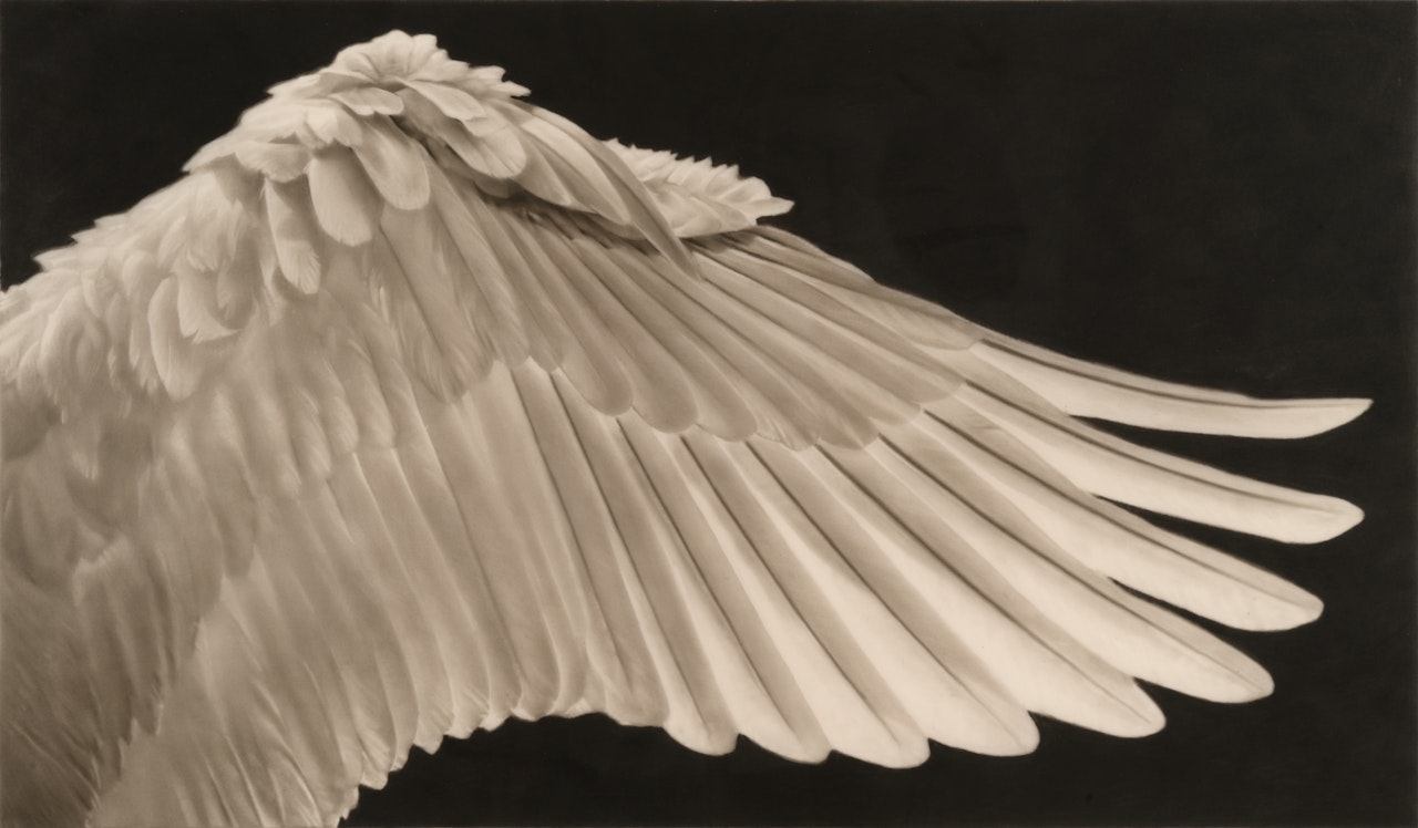 Study of Swan"s Wing (Right) by Robert Longo