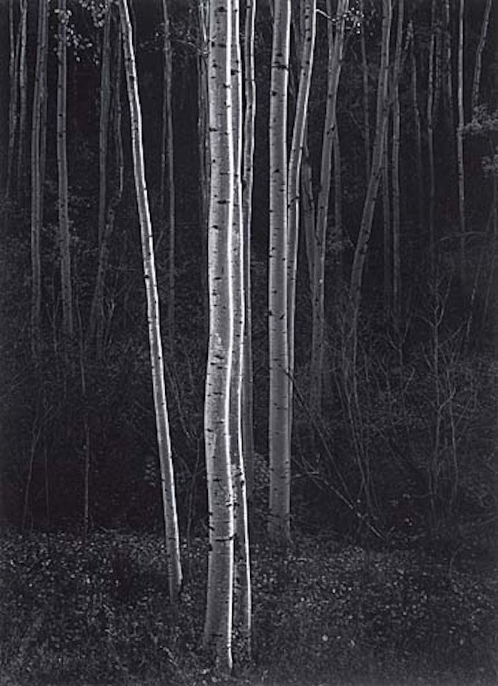 Aspens (vertical), Northern New Mexico. by Ansel Adams