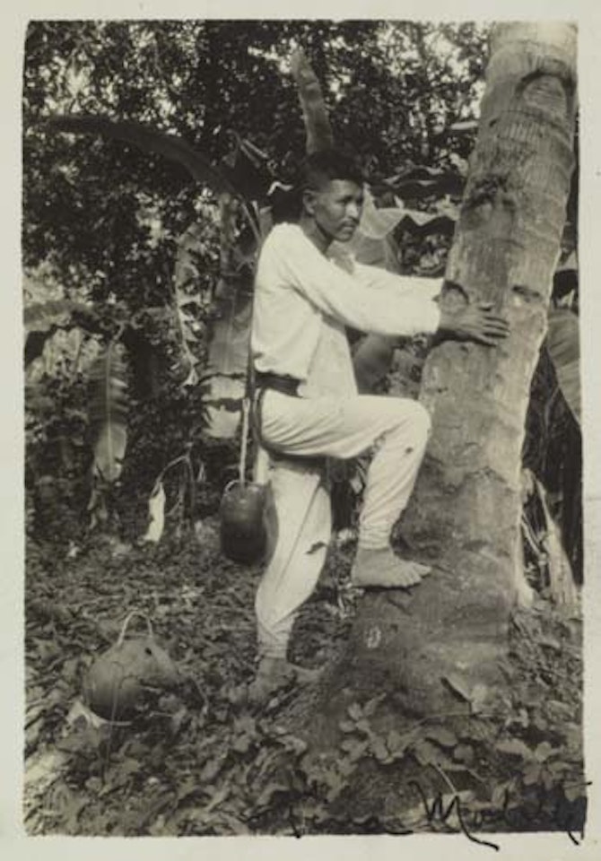 Untitled [Coconut tree climber] by Tina Modotti