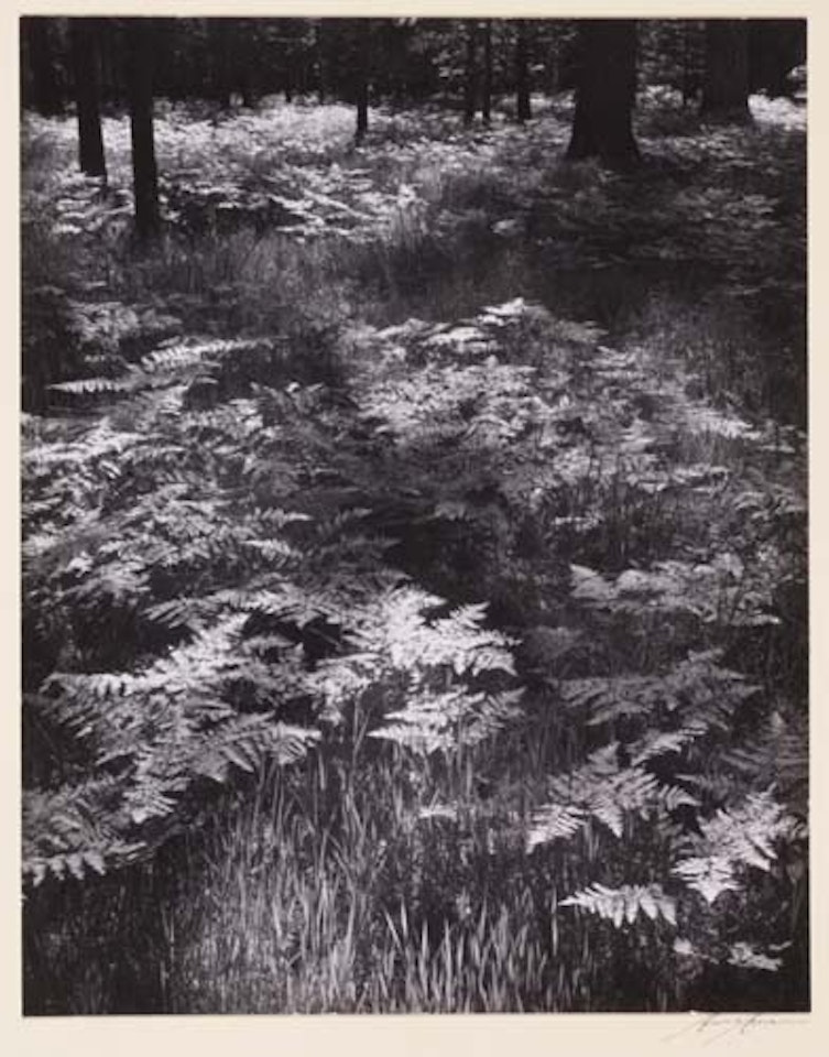 Ferns, Yosemite Valley by Ansel Adams