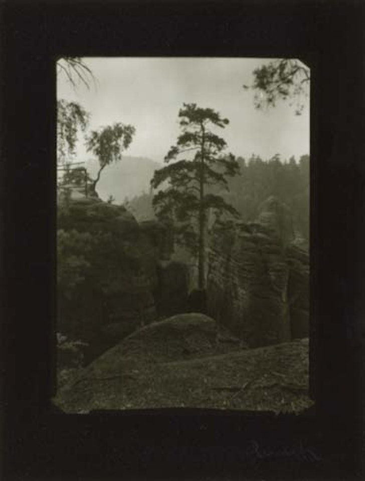 Tree by Josef Sudek