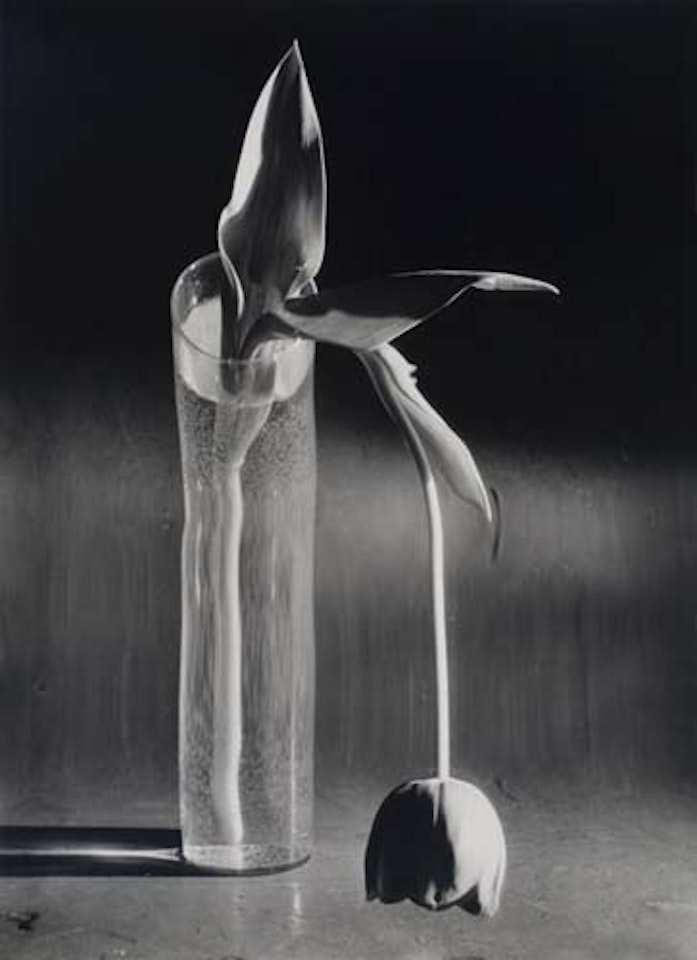 Melancholic Tulip by André Kertész