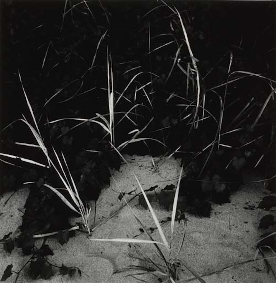 Lake Michigan (Reeds) by Harry Callahan