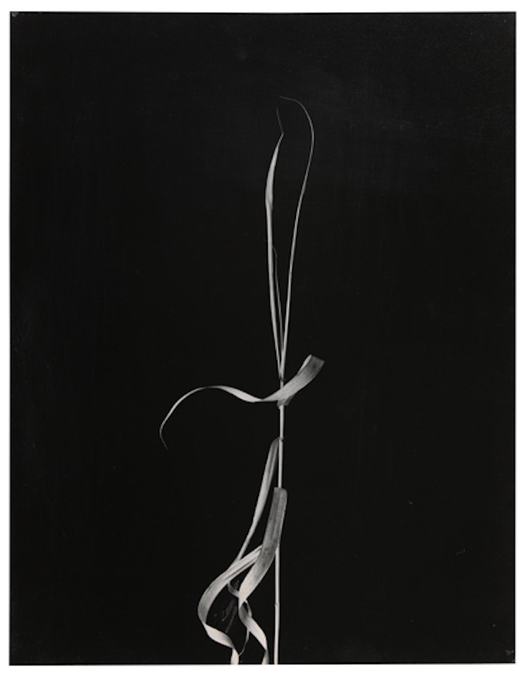 Weed, Aix-en-Provence. by Harry Callahan